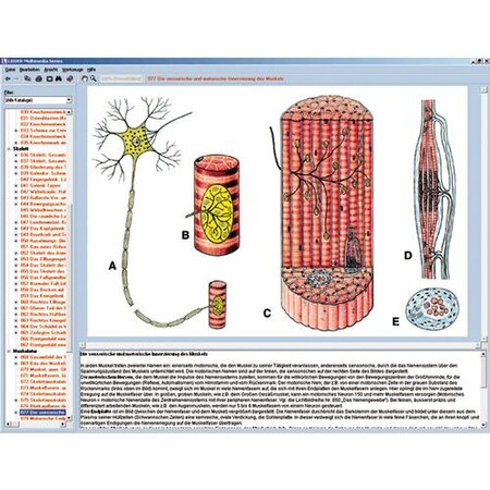 3B Scientific Human skeleton, musculature & apparatus of movement, Interactive CD-ROM 1004277